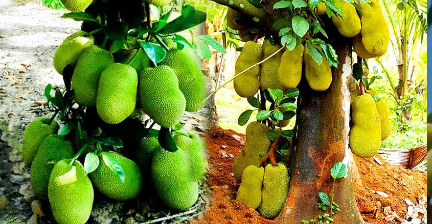 എന്തുകൊണ്ട് പ്ലാവ് നിറയെ ചക്കയുണ്ടാകുന്നില്ല…