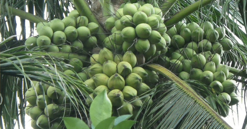 തേങ്ങാ ഒരുപാട് പിടിക്കാൻ ചെയ്യേണ്ടത്…