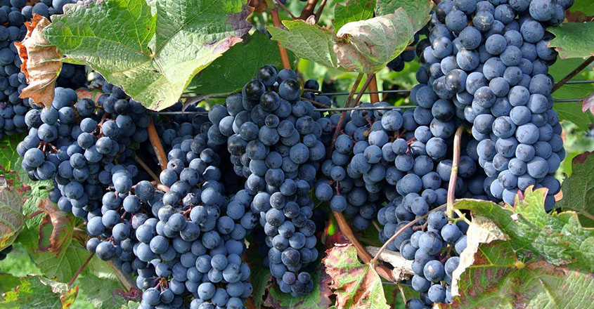 ഇനി നമ്മുടെ വീടുകളിലും മുന്തിരി വളർത്താം.