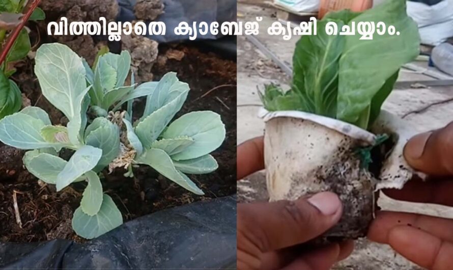 വിത്തില്ലെങ്കിലും ക്യാബേജ് കൃഷി സിമ്പിളായി ചെയ്യാം.