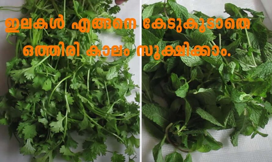 ഈ രീതിയിൽ ഇലകളൊന്ന് സൂക്ഷിച്ചു വെച്ച് നോക്കൂ.