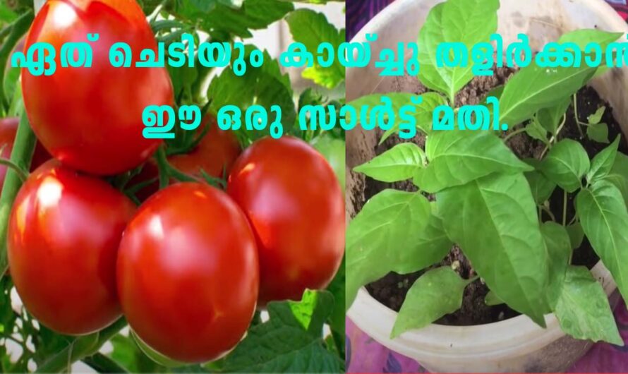 ഏത് ചെടിയും കായ്ച്ചു തളിർക്കാൻ ഈ ഒരു സാൾട്ട് മതി.