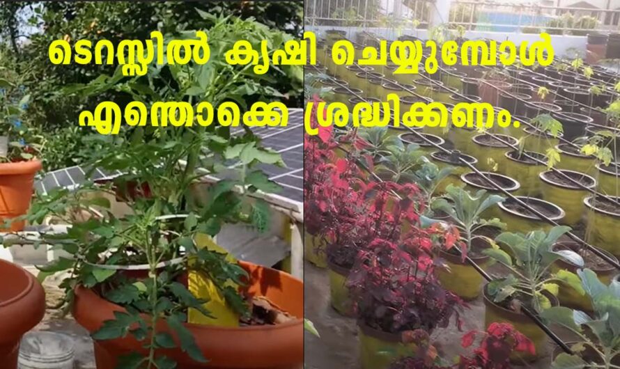 ടെറസിൽ കൃഷി ചെയ്യുന്നതിന് മുൻപ് ഈ കാര്യങ്ങൾ ശ്രദ്ധിക്കാറുണ്ടോ.