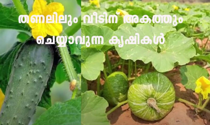 വെയിൽ ആവശ്യമില്ലാത്ത പച്ചക്കറി കൃഷികൾ