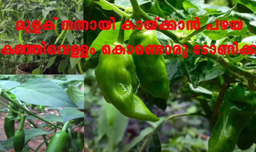 ഇനി ബാക്കി വന്ന കഞ്ഞിവെള്ളം കളയല്ലേ.