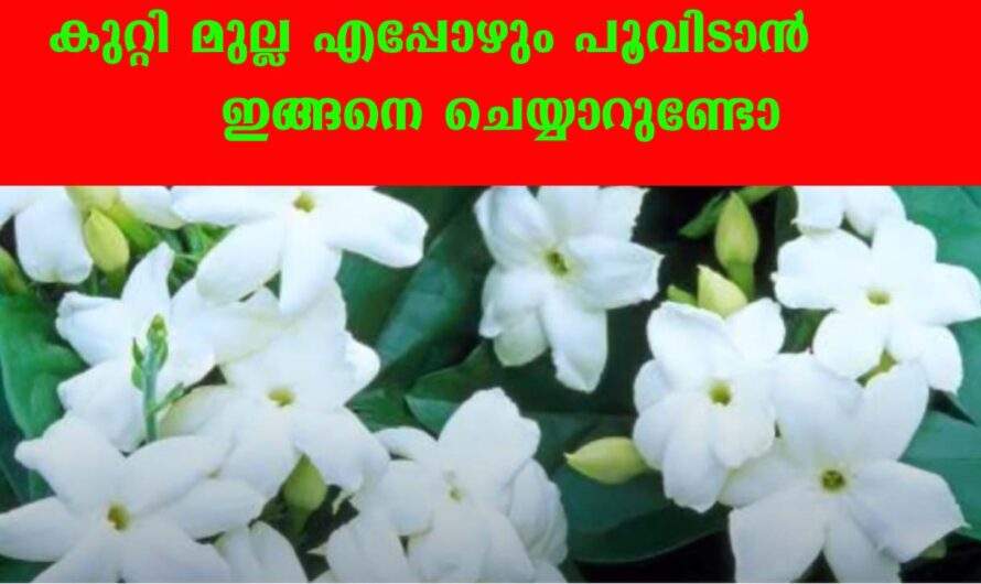കുറ്റിമുല്ല എപ്പോഴും പൂക്കാൻ