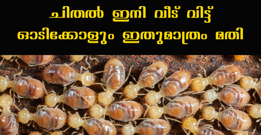 ചിതലിൻറെ ശല്യം എന്നന്നേക്കുമായി ഇല്ലാതാക്കാം