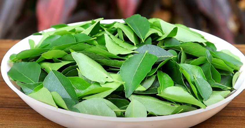 കറിവേപ്പില കട്ടി കഴിച്ചിട്ടുണ്ടോ. എന്താ രുചി.