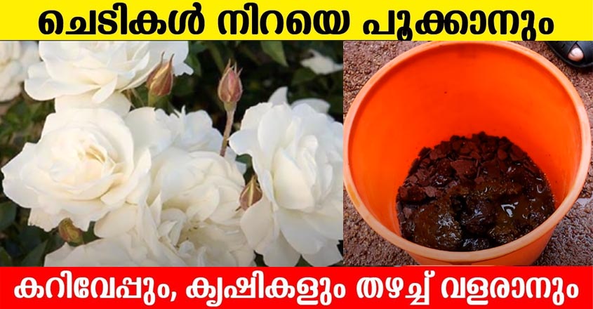 എത്ര പൂവിടാത്ത ചെടികളും പൂവിട്ട് തളിർക്കും ഇതിൽ നിന്നും കുറച്ചു ചേർത്താൽ