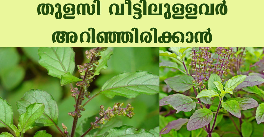 ഒരു തുളസി ചെടിയെങ്കിലും വീട്ടിലുള്ളവർ അറിഞ്ഞിരിക്കുക.