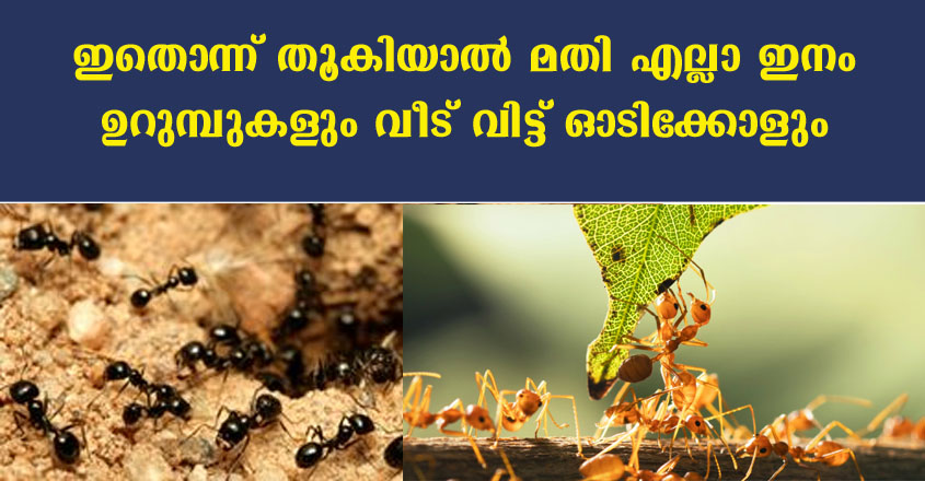 വീട്ടിലുള്ള ഉറുമ്പിനെ ഒരു സെക്കൻഡിൽ തുരത്തിയോടിക്കാം
