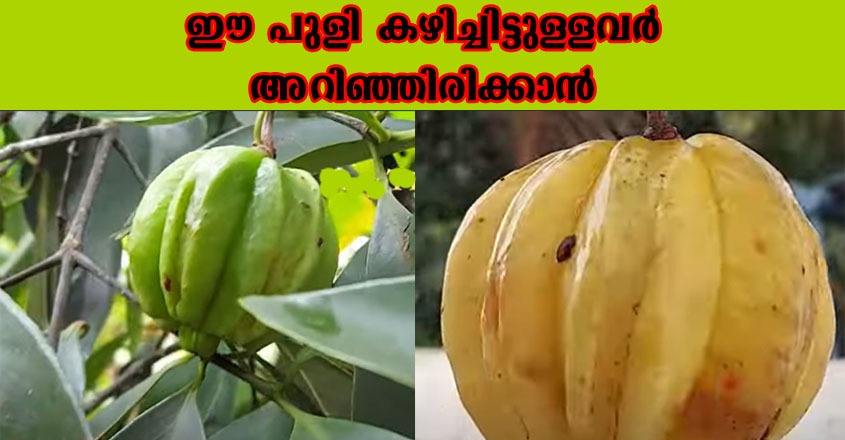 ഈ പുളിയാണോ നിങ്ങൾ കറികളിൽ ഉപയോഗിക്കുന്നത്, എന്നാൽ തീർച്ചയായും ഈ പുളിയെ കുറിച്ച് അറിഞ്ഞിരിക്കണം.